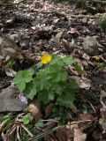 Ranunculus cappadocicus