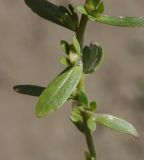genus Veronica