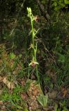 Ophrys mammosa. Цветущее растение. Крым, Бахчисарайский р-н, гора Бакла, разреженный дубовый лес. 1 мая 2016 г.