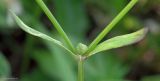 Valerianella locusta