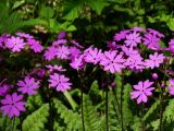 Primula patens