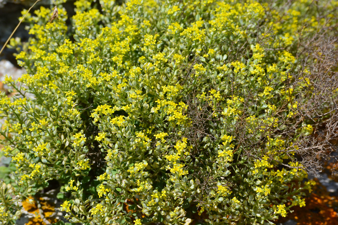 Изображение особи род Alyssum.