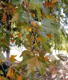 Platanus orientalis