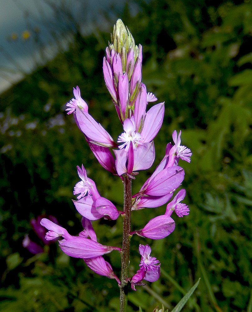 Изображение особи Polygala major.