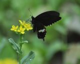 семейство Brassicaceae. Верхушка цветущего растения с каплями воды и с кормящейся самкой Парусника Полита (Papilio polytes). Китай, Гуанси-Чжуанский автономный р-н, окр. дер. Мингши, маленький огород. 6 марта 2016 г.