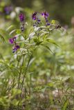 Lathyrus vernus