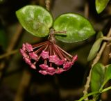 Hoya carnosa. Верхушка побега с бутонизирующим соцветием. Таиланд, о-в Пхукет, ботанический сад. 16.01.2017.