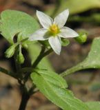 Solanum nigrum. Цветок и бутоны. Санкт-Петербург, двор Санкт-Петербургского гос. университета. 28.07.2009.