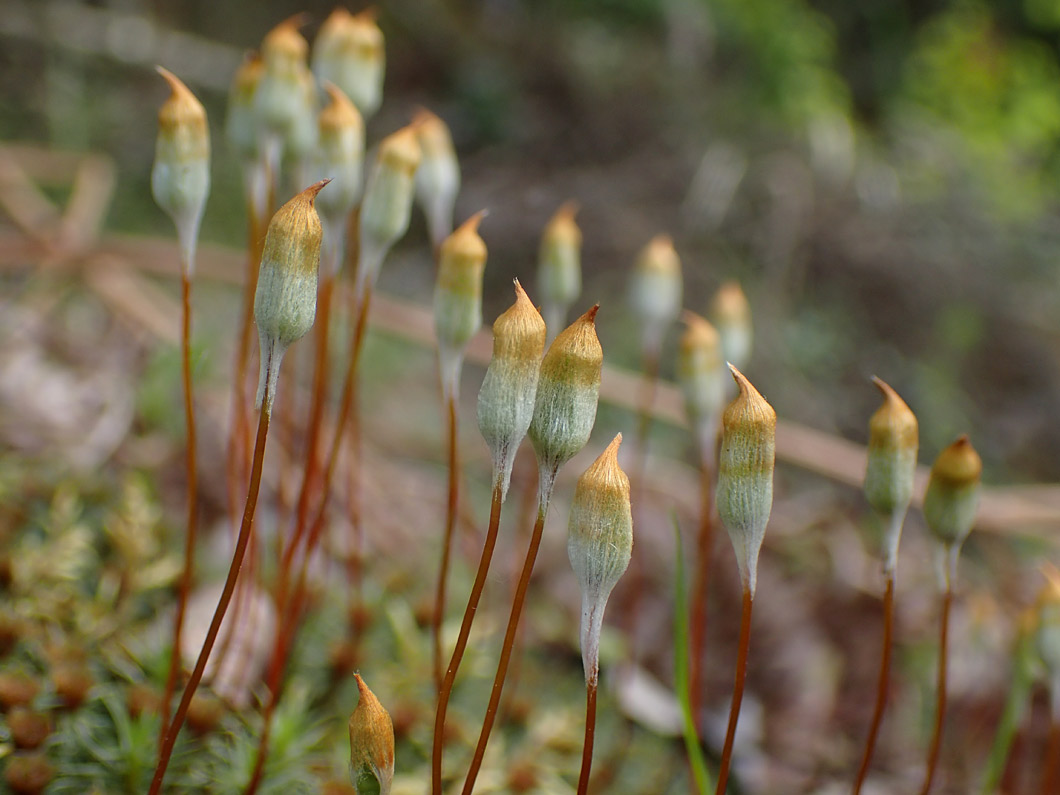 Изображение особи Polytrichum juniperinum.