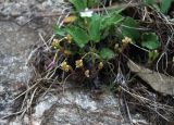 Sedum tenellum