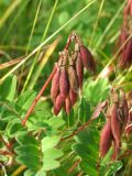 Astragalus frigidus. Незрелое соплодие. Магаданская обл., окр. г. Магадан, устье р. Магаданка, разнотравный склон. 24.07.2017.