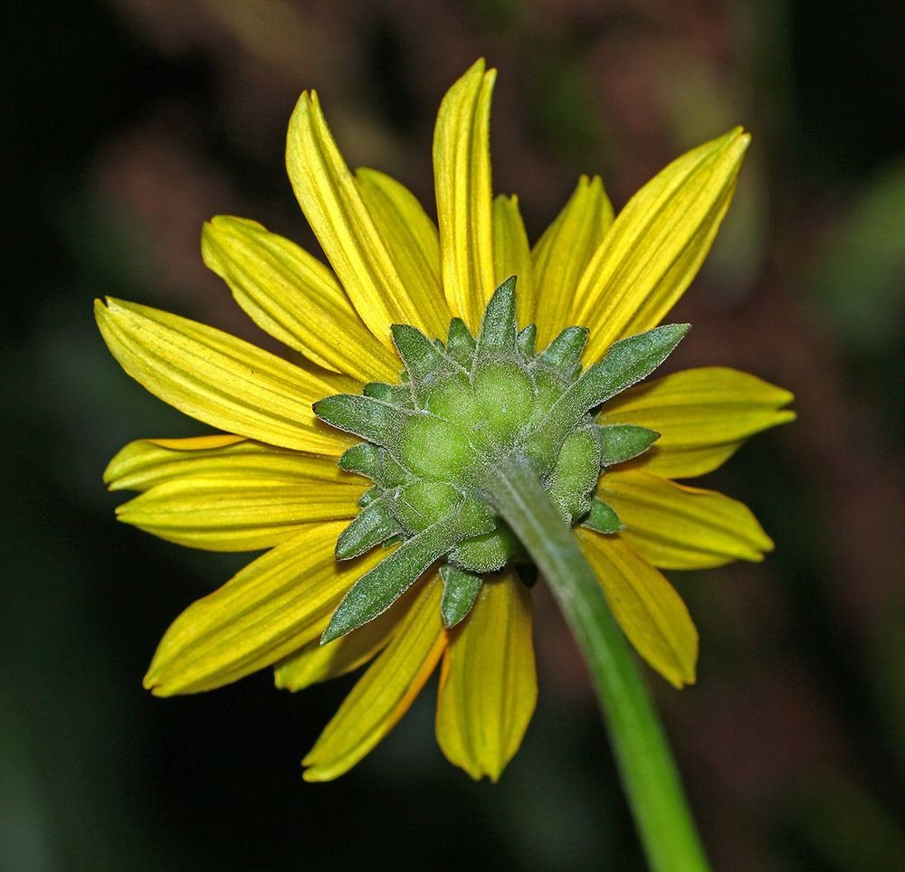 Изображение особи Heliopsis helianthoides ssp. scabra.