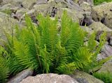 Dryopteris oreades. Взрослое растение. Абхазия, Рицинский реликтовый национальный парк, гора Агура, урочище Каменная Поляна, ≈ 2300 м н.у.м., каменистая осыпь. 14.07.2017.