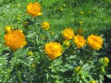 Trollius asiaticus. Верхушки побегов с бутонами и цветками. Москва, ГБС РАН, в культуре. 14.05.2018.