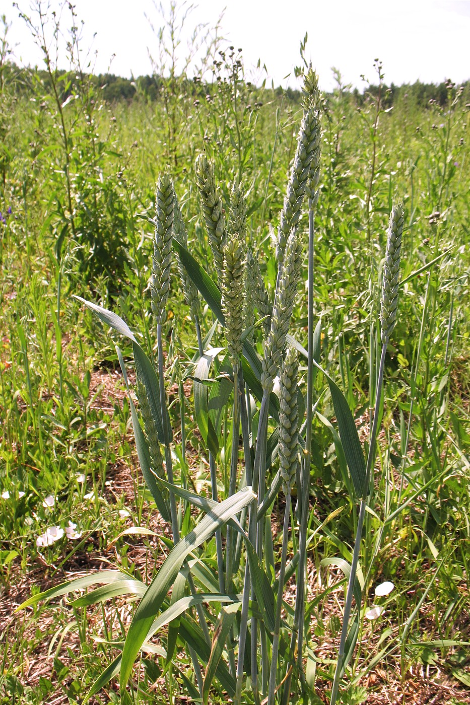 Изображение особи Triticum aestivum.