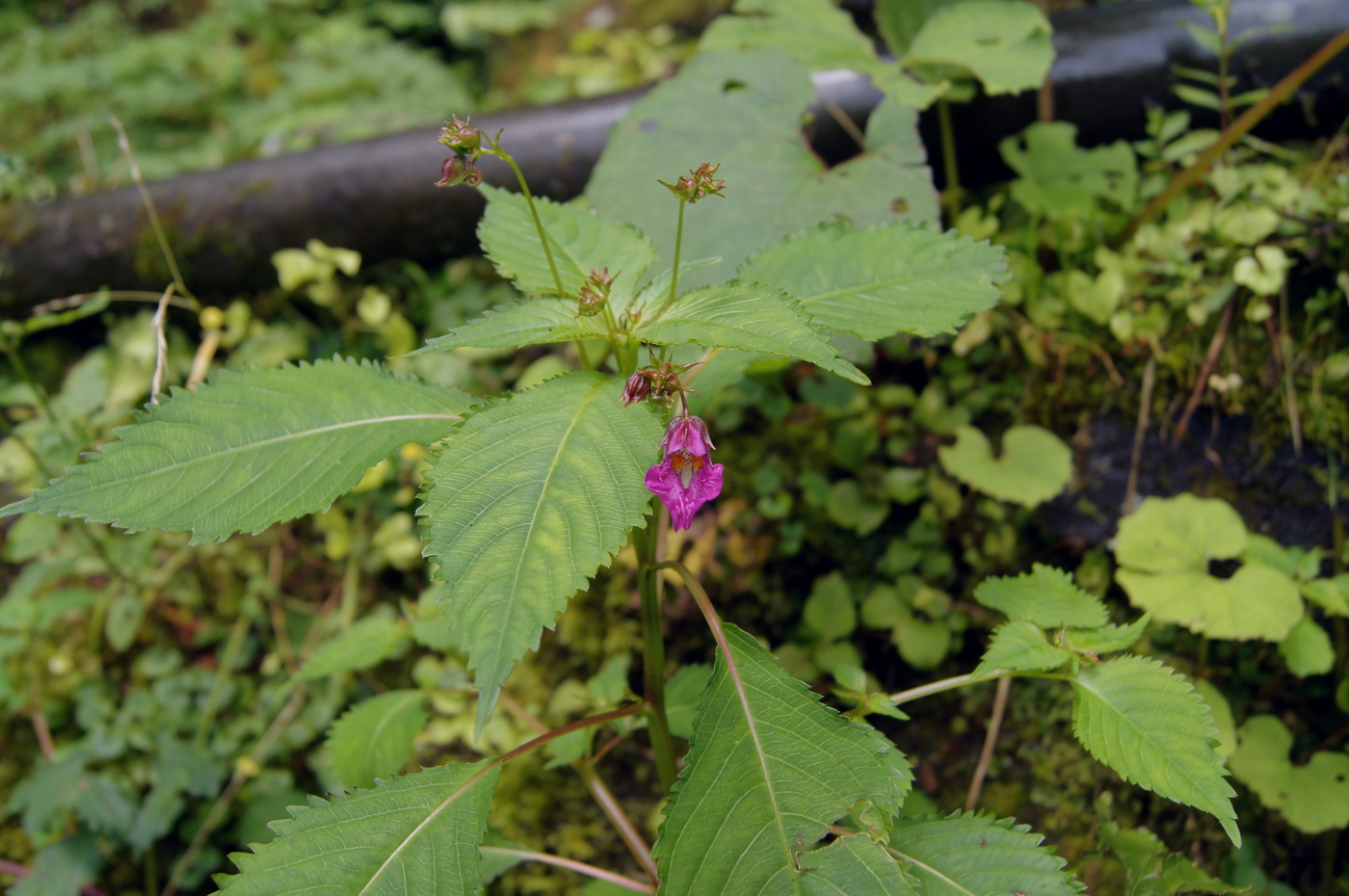 Изображение особи Impatiens textori.