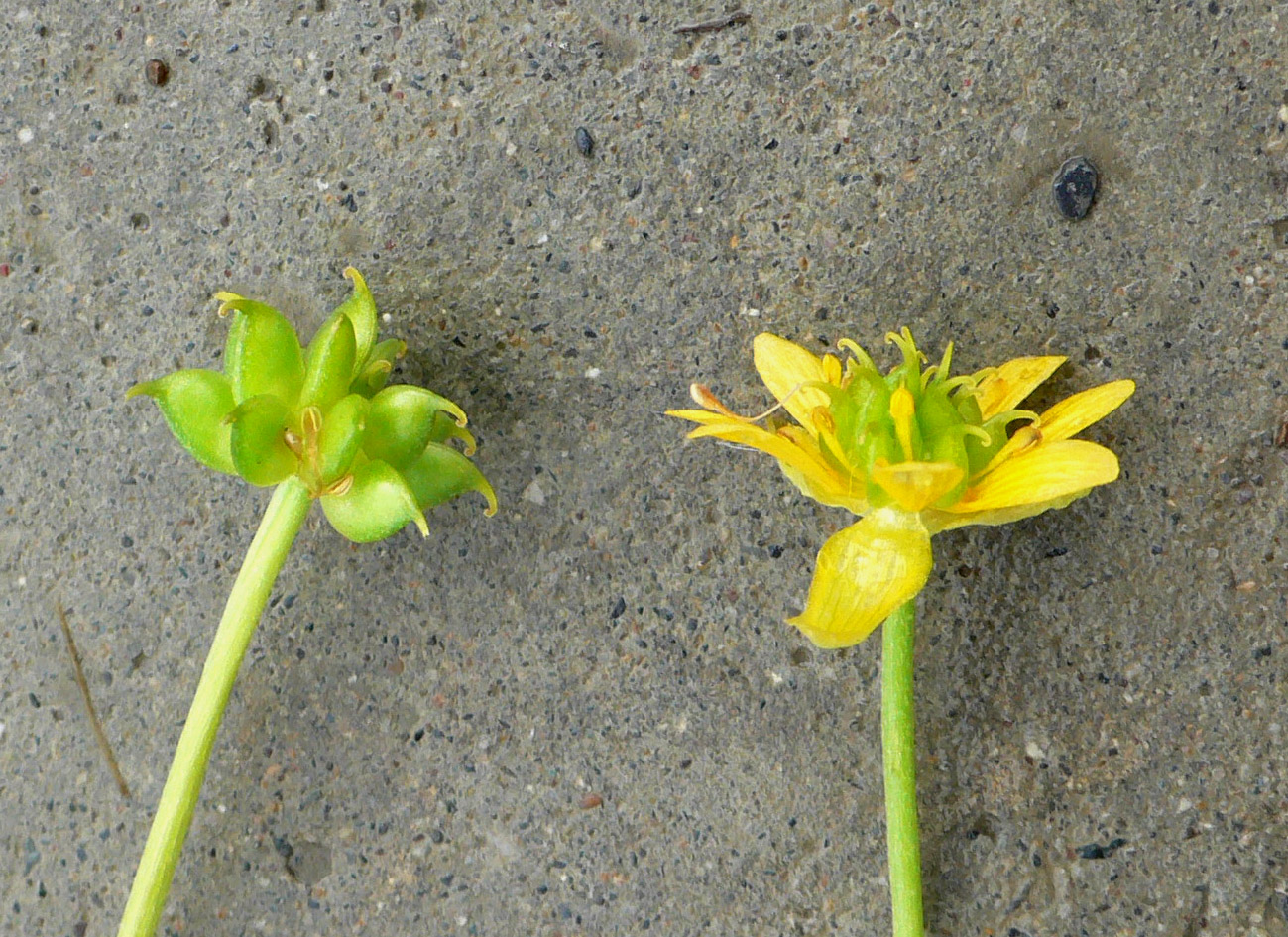 Изображение особи Ranunculus lapponicus.