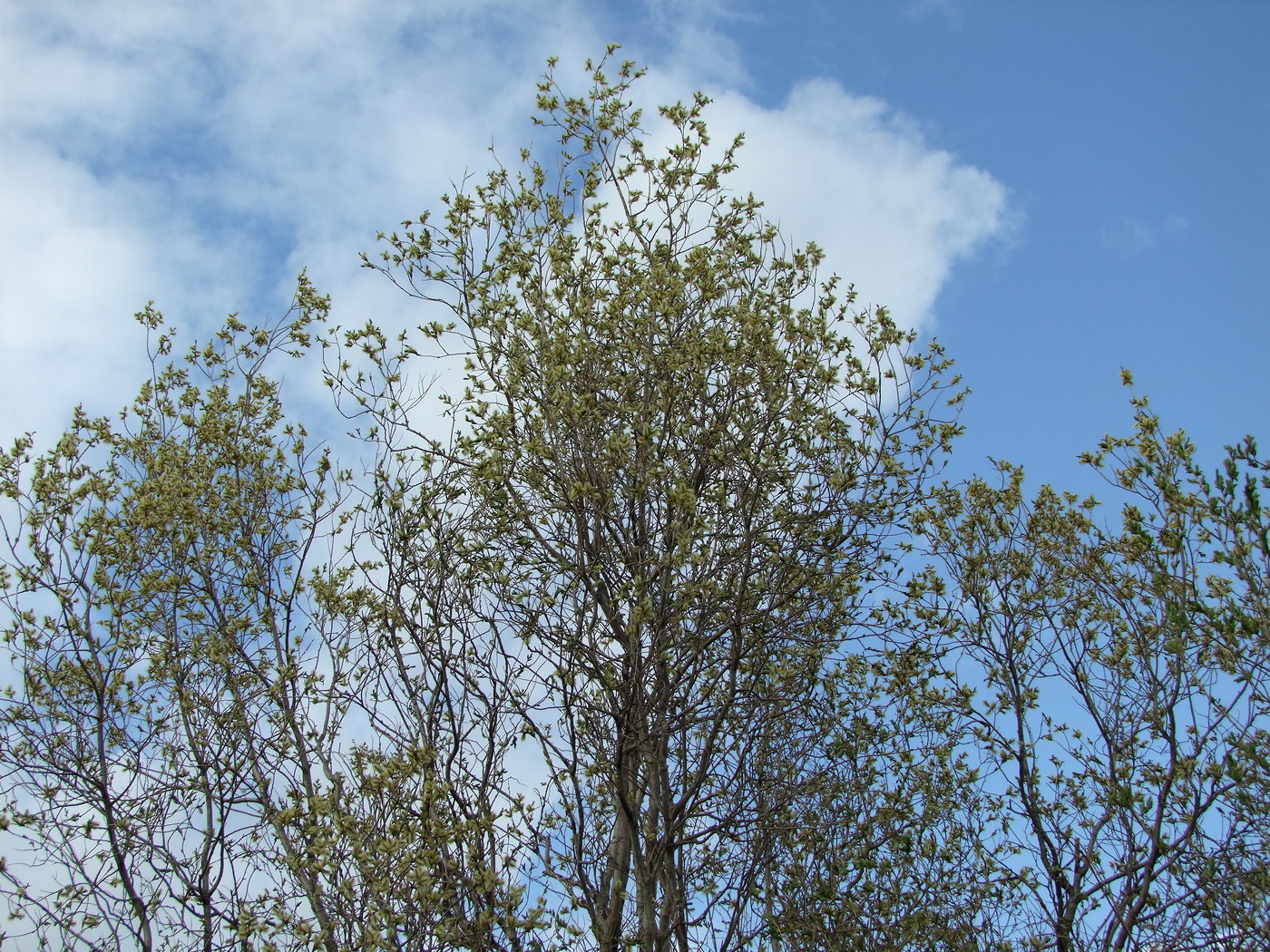 Изображение особи Salix udensis.