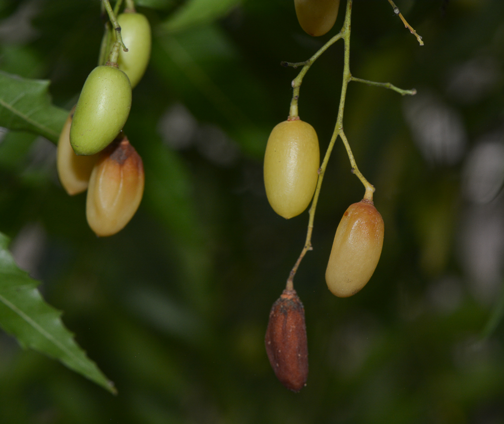 Изображение особи Azadirachta indica.