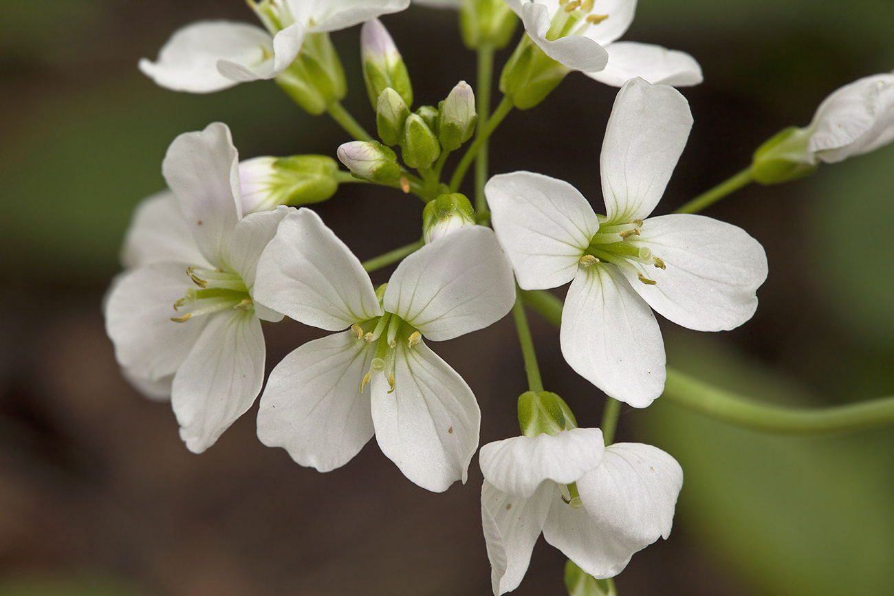 Изображение особи Cardamine pratensis.