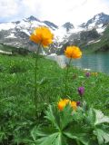 Trollius altaicus