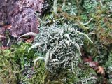 род Cladonia