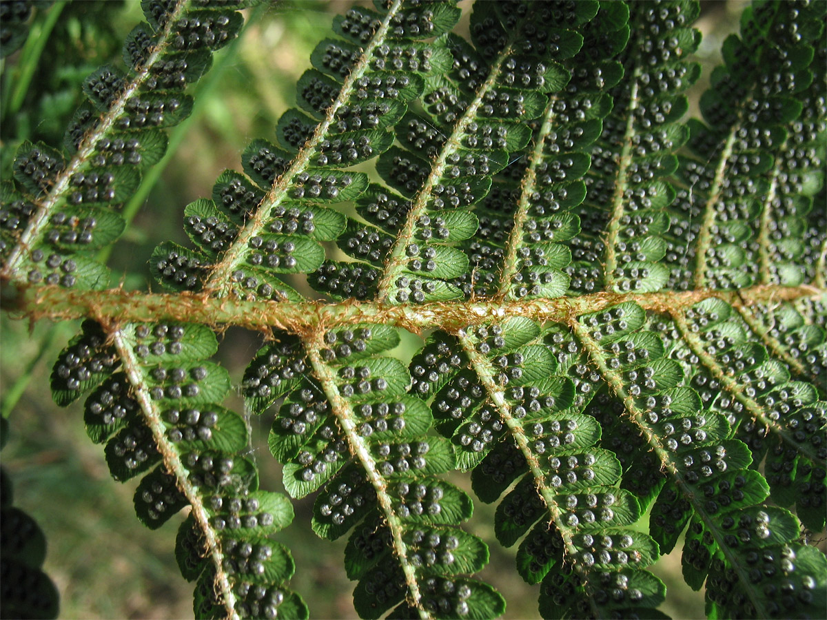 Изображение особи Dryopteris affinis.