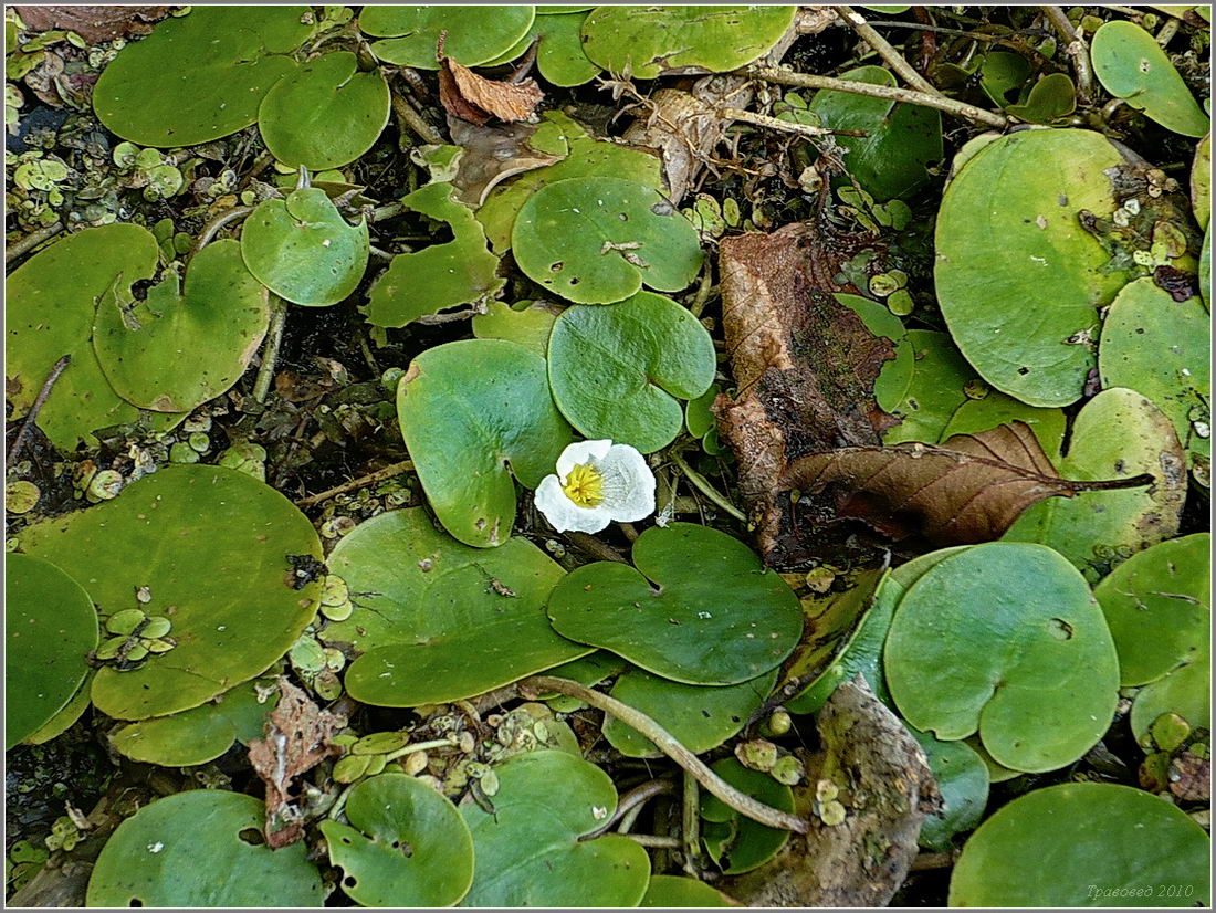 Изображение особи Hydrocharis morsus-ranae.