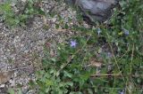 Vinca herbacea