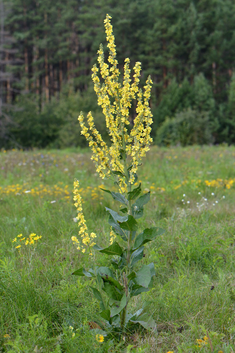 Изображение особи Verbascum lychnitis.