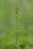 Galium verum