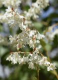 Fallopia baldschuanica