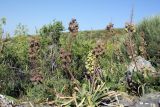 Eremurus lactiflorus