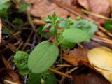 Galium aparine. Ювенильное растение. Томск, лесопарковая зона, берёзово-сосновый лес. 01.10.2019.