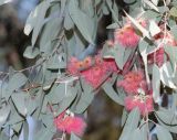 Eucalyptus sideroxylon