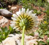 Taraxacum confusum. Верхушка побега с соцветием (вид со стороны обёртки). Адыгея, Кавказский биосферный заповедник, Абадзешский перевал, ≈ 2000 м н.у.м., субальпийский луг на месте поздно растаявшего большого снежника. 31.08.2019.