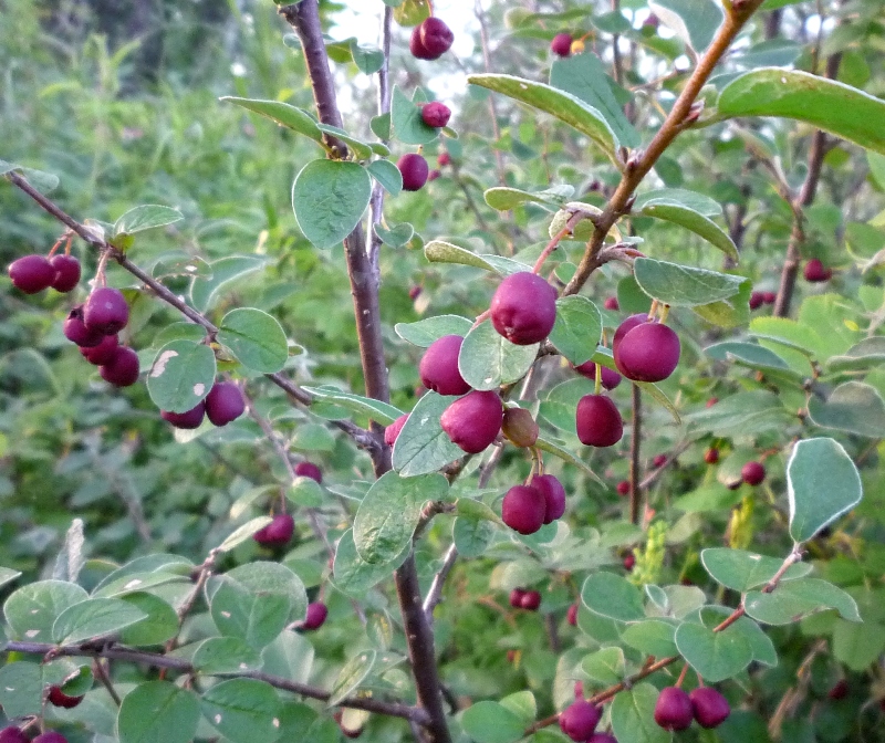 Изображение особи Cotoneaster &times; antoninae.