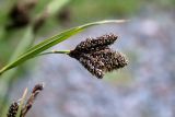 Carex medwedewii