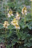 Astragalus umbellatus