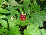 Rubus arcticus. Спелый плод, отцветший цветок и погрызенные листья. Иркутская обл., Иркутский р-н, окр. пос. Большая Речка, смешанный лес. 17.07.2022.