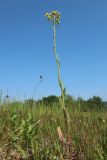 Crepis biennis. Цветущее растение. Беларусь, Витебская обл., южн. окр. пос. Езерище, выкашиваемый суходольный луг. 19.06.2023.