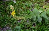 Verbascum phlomoides. Верхушка цветущего растения. Северная Осетия, Алагирский р-н, Куртатинское ущелье, Кадаргаванский каньон, луговой склон. 23.07.2022.
