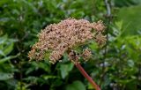 Coelopleurum gmelinii. Соплодие с мухой. Сахалин, Корсаковский гор. округ, мыс Великан, приморский луг. 10.08.2023.