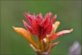 Ailanthus altissima