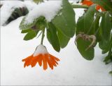 Calendula officinalis. Цветок и часть побега под снегом. Черноморское побережье Кавказа, г. Новороссийск, в культуре. 27 декабря 2008 г.