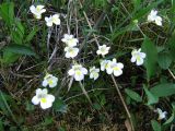 Pinguicula alpina. Куртина цветущих растений в низком кустарнике под береговым обрывом. Коми, Интинский р-н, нац. парк \"Югыд Ва\", Приполярный Урал, р. Кожим, левый каменистый берег. 25.06.2011.