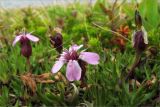 Silene acaulis