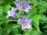 Campanula trachelium. Цветки. Карелия, заповедник Кивач. Июль 2011 г.