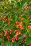 Euonymus japonicus