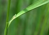 Calamagrostis arundinacea